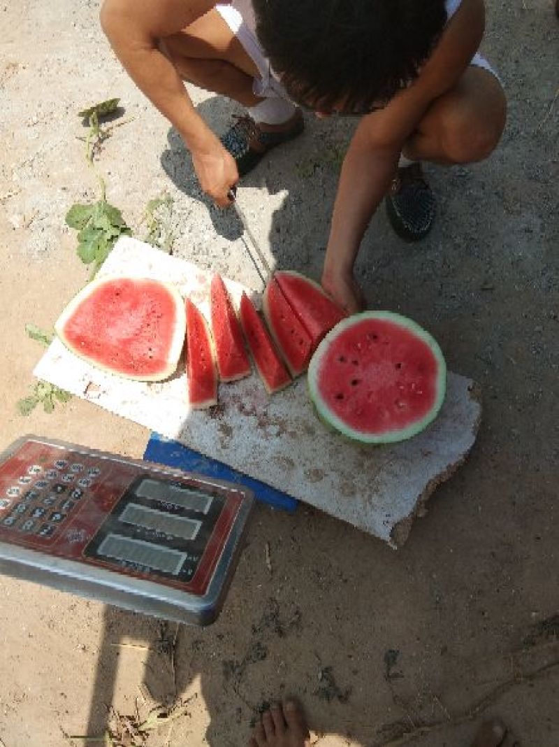 开封冠龙西瓜直生苗不嫁接口感好！九成熟，一手货