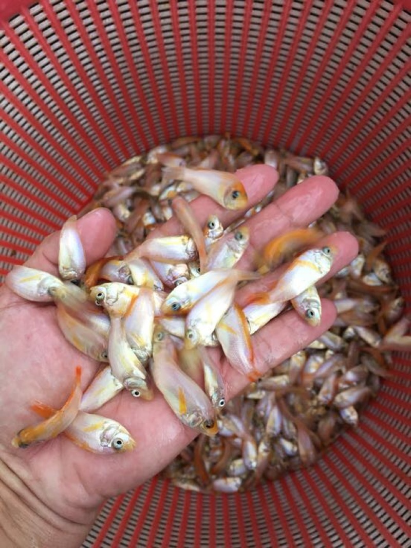 优质红罗非鱼苗彩虹鲷鱼苗