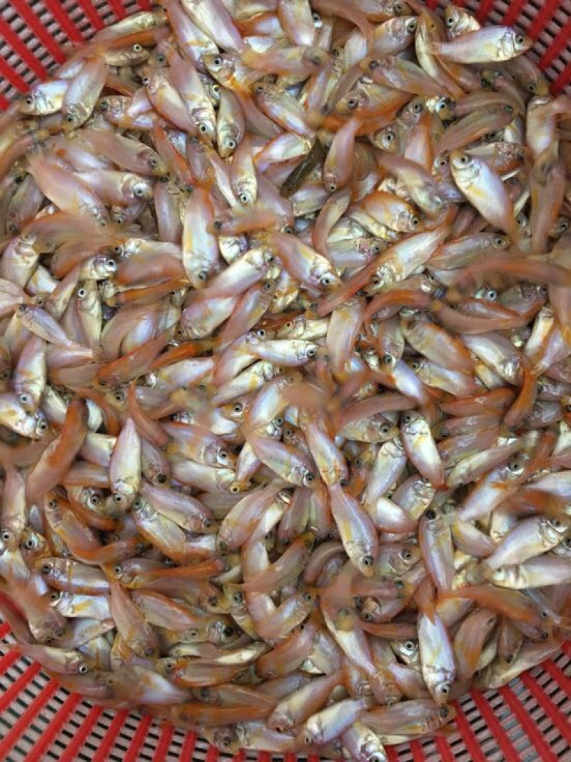 优质红罗非鱼苗彩虹鲷鱼苗