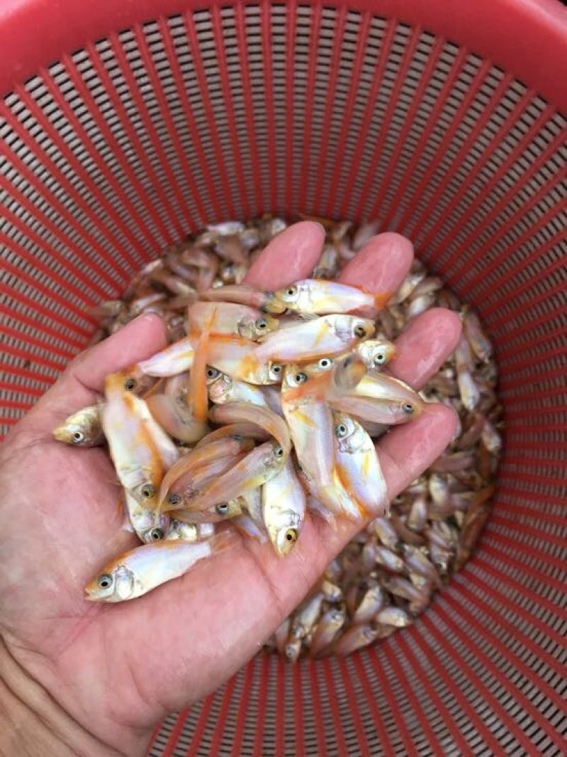 优质红罗非鱼苗彩虹鲷鱼苗