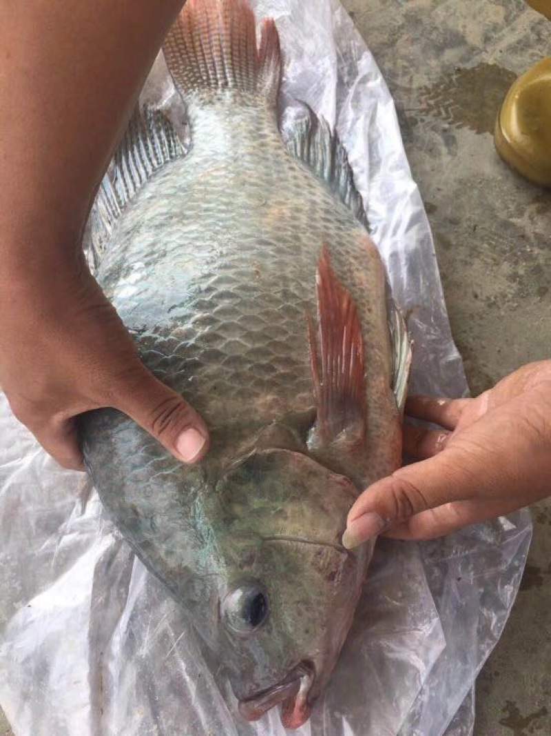 罗非鱼苗吉富罗非鱼海南1号罗非鱼新吉奥罗非