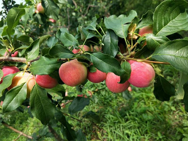 七月中旬，大量上市K9苹果，龙冠苹果，三百万斤，无雹伤