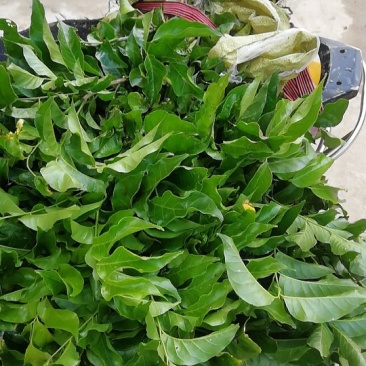 广西黑黄皮树苗