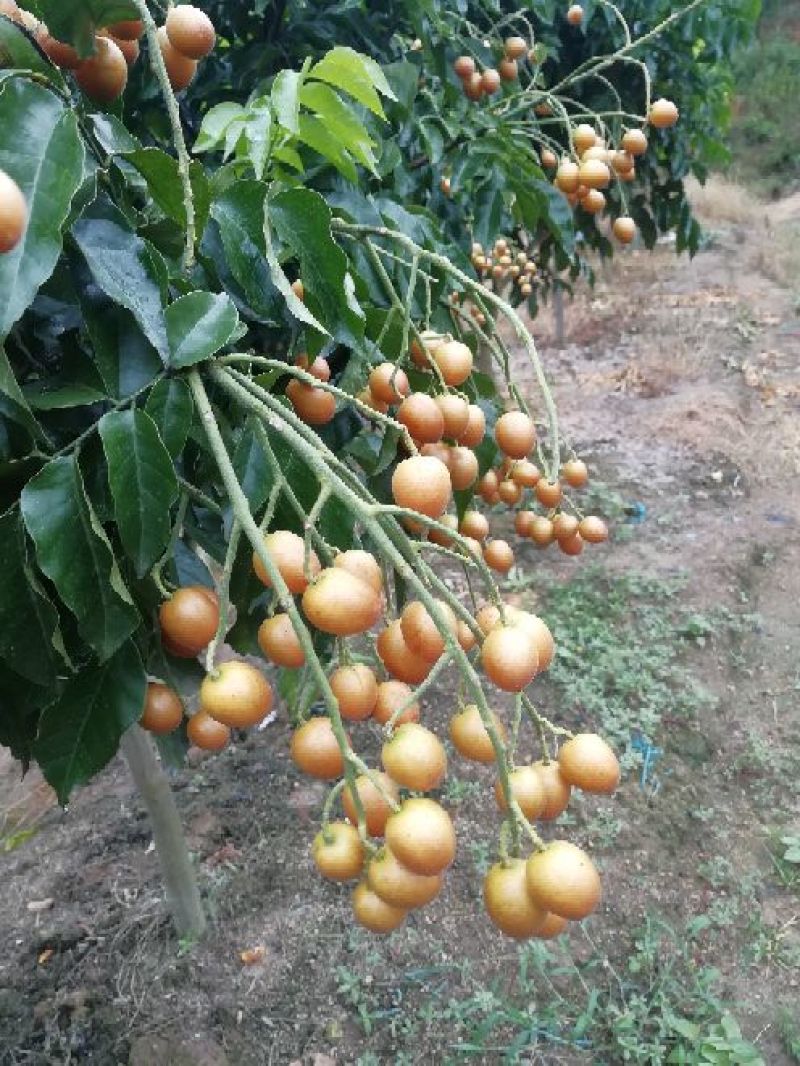 广西黑黄皮树苗