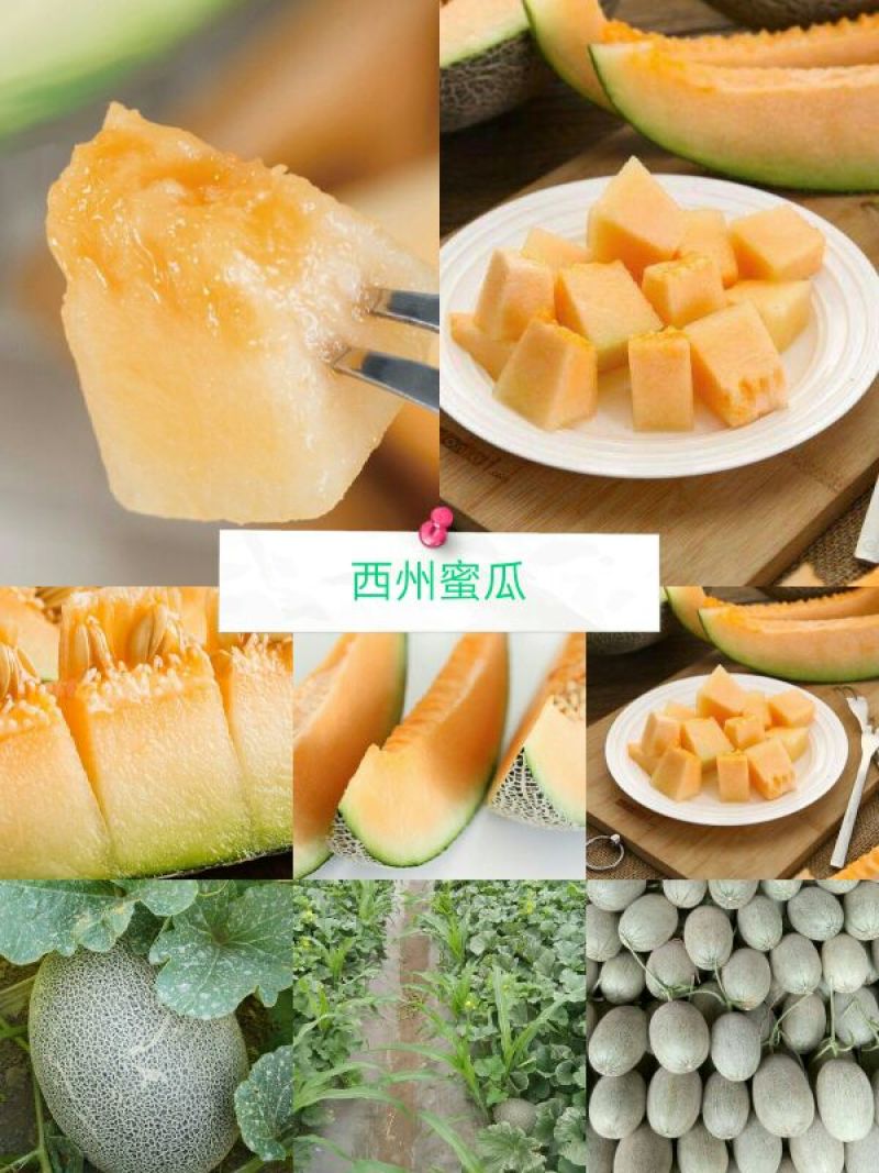 民勤西州蜜瓜基地供应一手货源