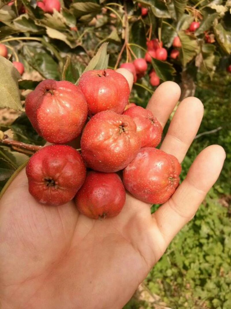 供应大棉球山楂质量杠杠的可实地考察