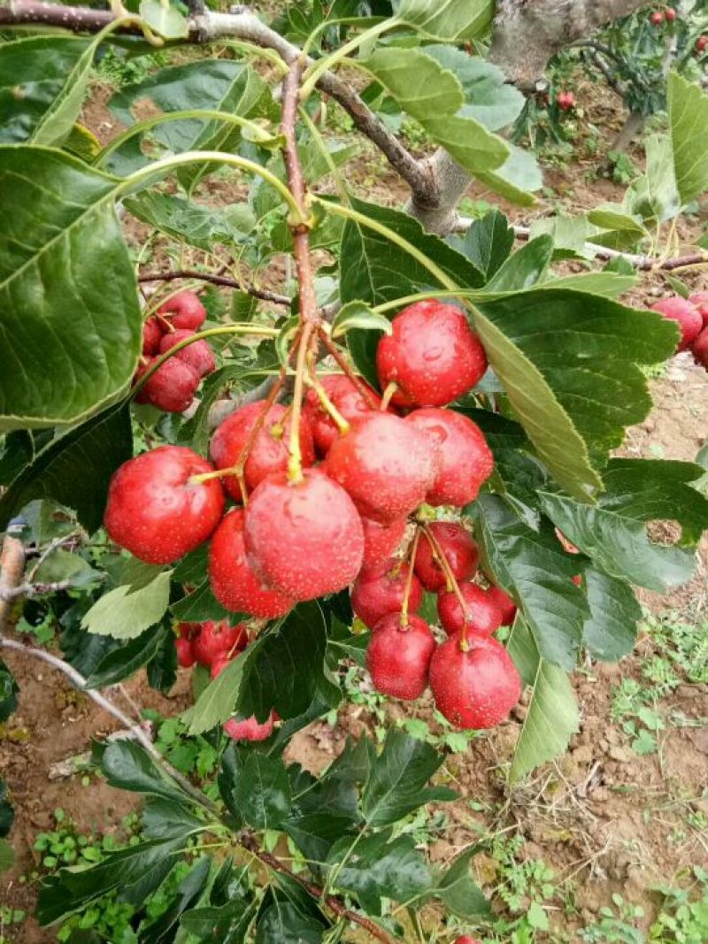 供应大棉球山楂质量杠杠的可实地考察