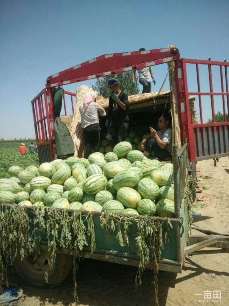 沙漠一号西瓜大量上市中陆地现货