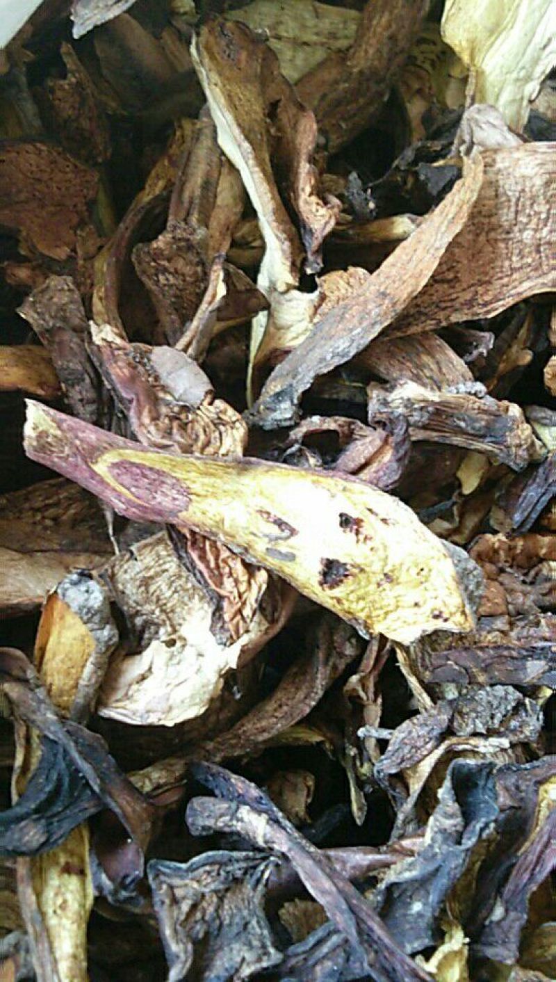 牛肝菌