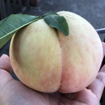 南汇水蜜桃75mm以上