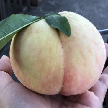 南汇水蜜桃75mm以上