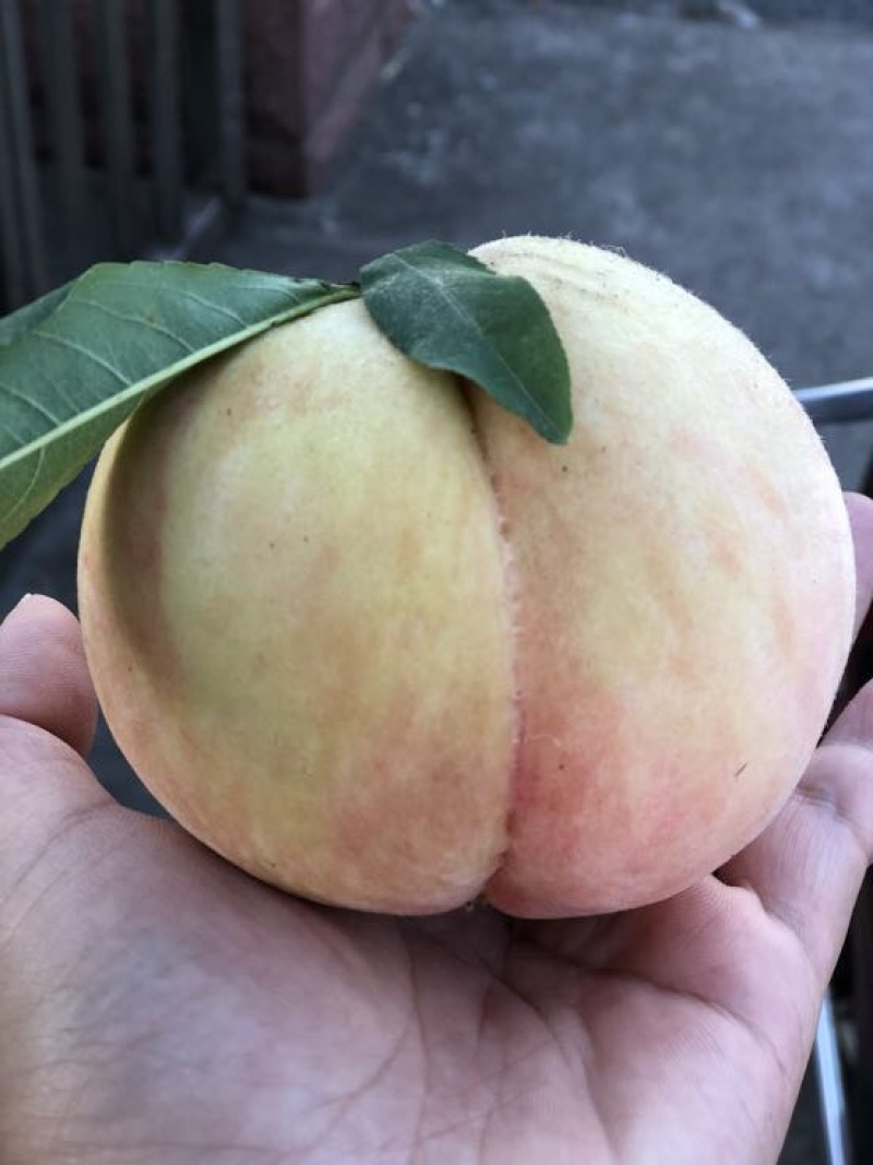 南汇水蜜桃75mm以上