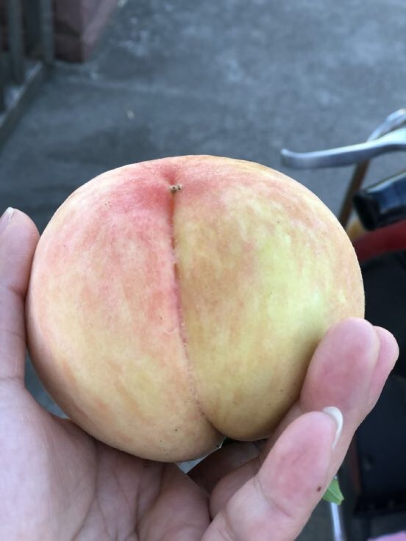 南汇水蜜桃75mm以上