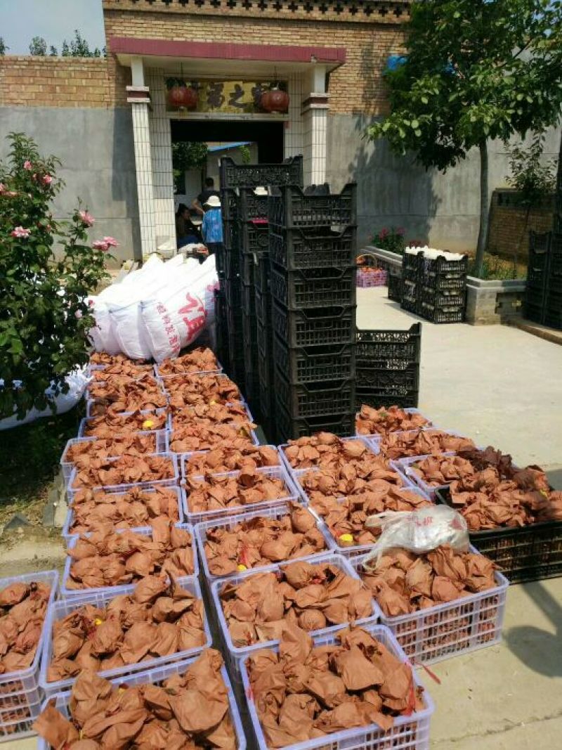 优选锦绣黄桃陕西大荔锦绣西尾黄桃货源充足价格实惠