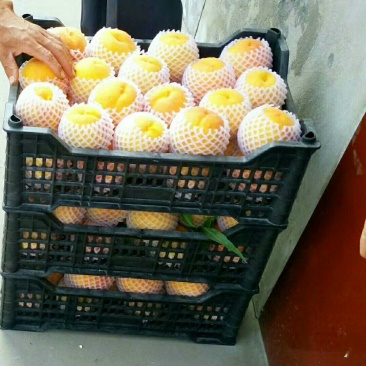 优选锦绣黄桃陕西大荔锦绣西尾黄桃货源充足价格实惠