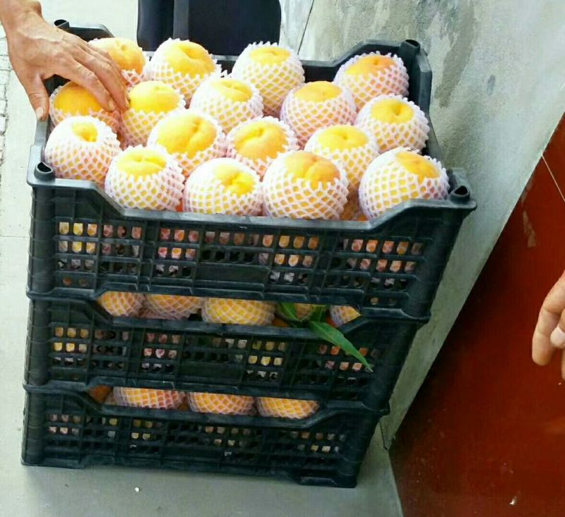 优选锦绣黄桃陕西大荔锦绣西尾黄桃货源充足价格实惠