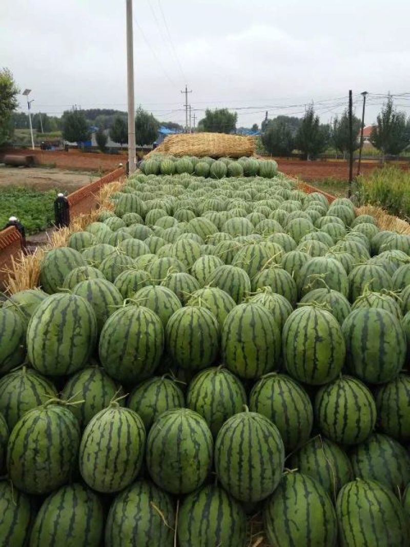 京欣西瓜🍉，甜王，直根，