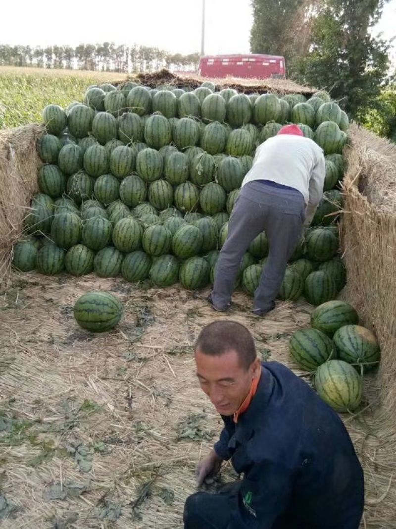 京欣西瓜🍉，甜王，直根，