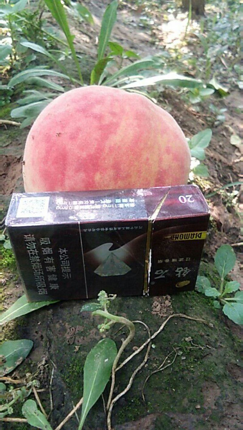 大久保，优系久保，突围，春雪，皇冠梨大量有货，咨询