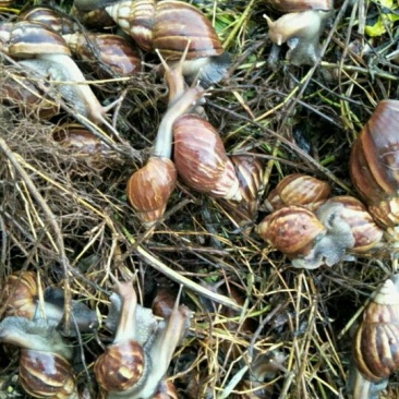 黑肉蜗牛