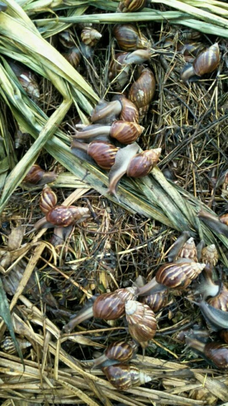 黑肉蜗牛