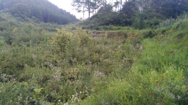 贵州野生刺黎