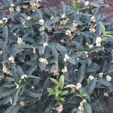 桂花