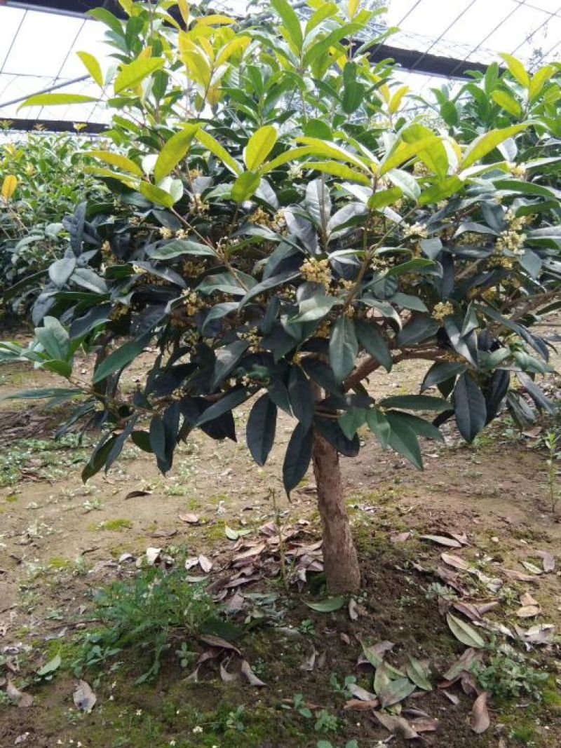 桂花