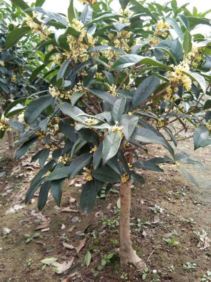 桂花