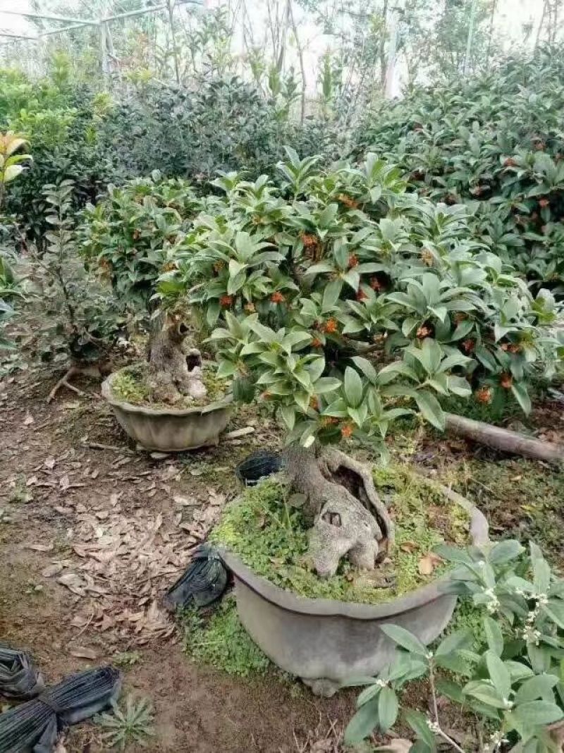 桂花
