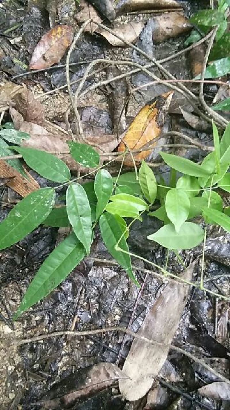 野生牛大力