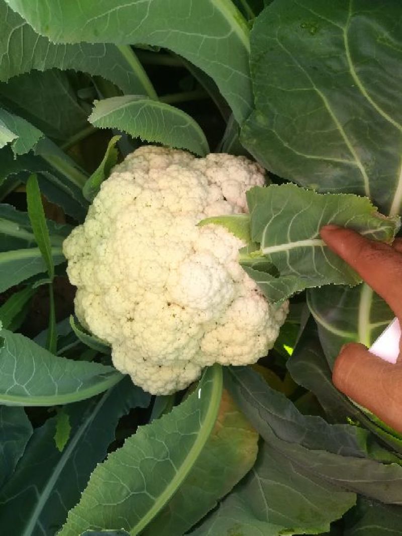 张家口尚义蔬菜种植基地大量供应有机散花
