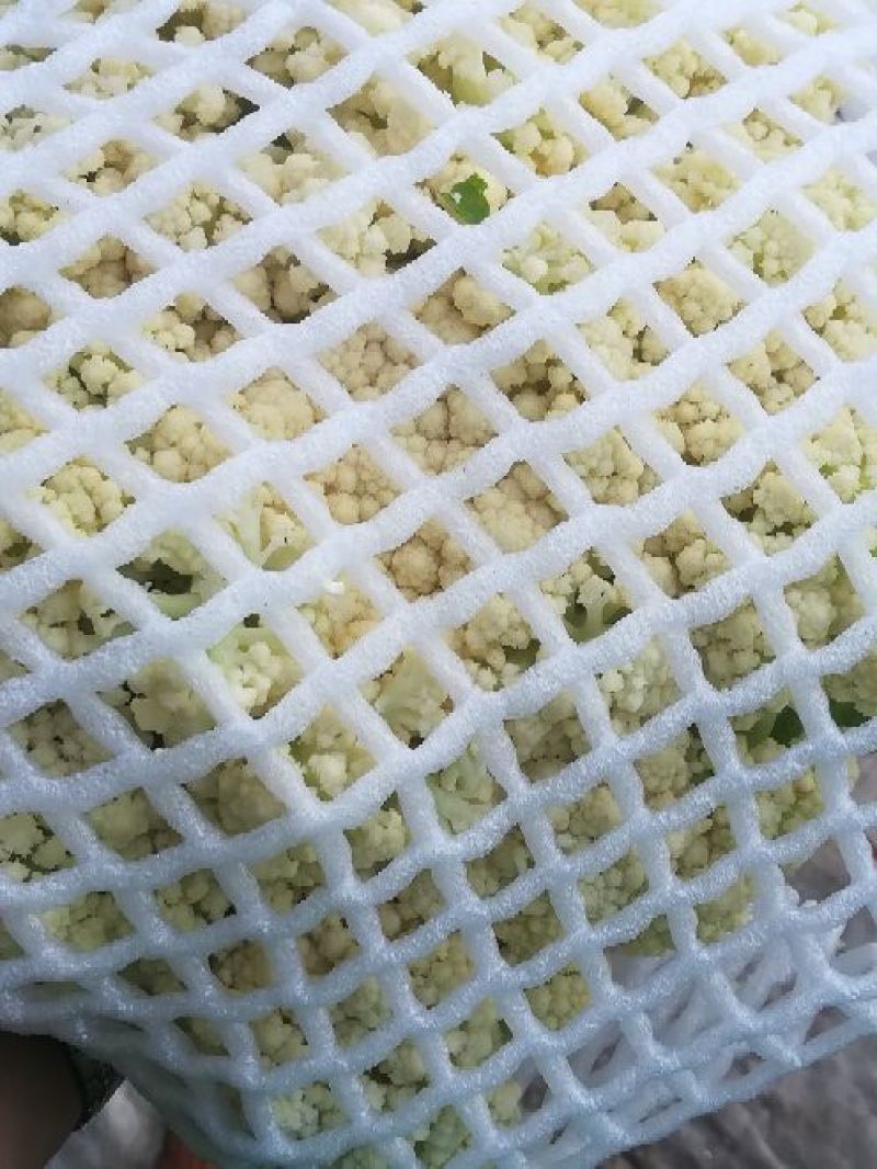 张家口尚义蔬菜种植基地大量供应有机散花