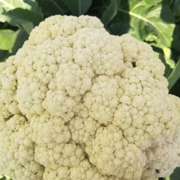 张家口尚义蔬菜种植基地大量供应有机散花