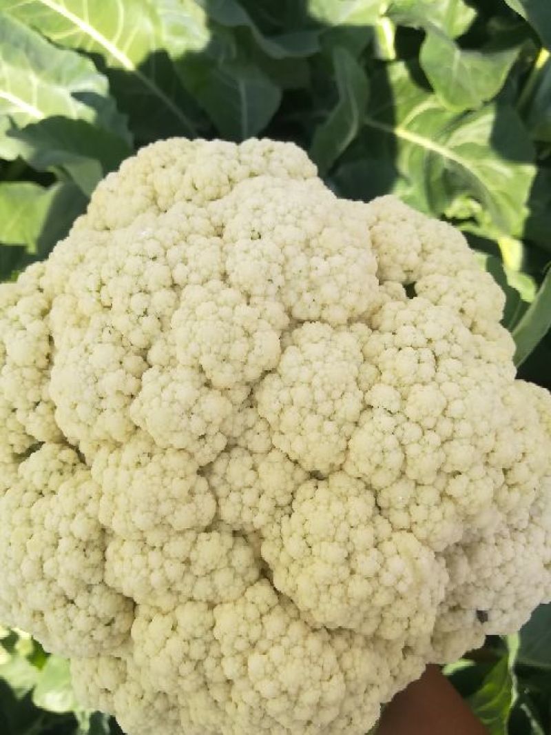 张家口尚义蔬菜种植基地大量供应有机散花