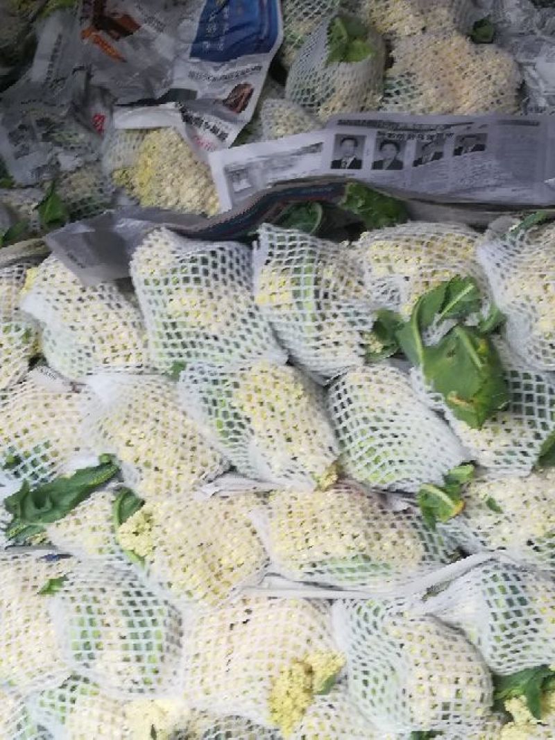 张家口尚义蔬菜种植基地大量供应有机散花