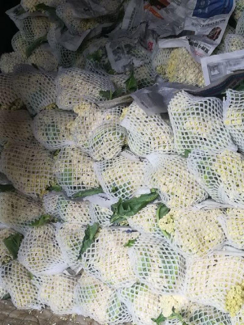 张家口尚义蔬菜种植基地大量供应有机散花