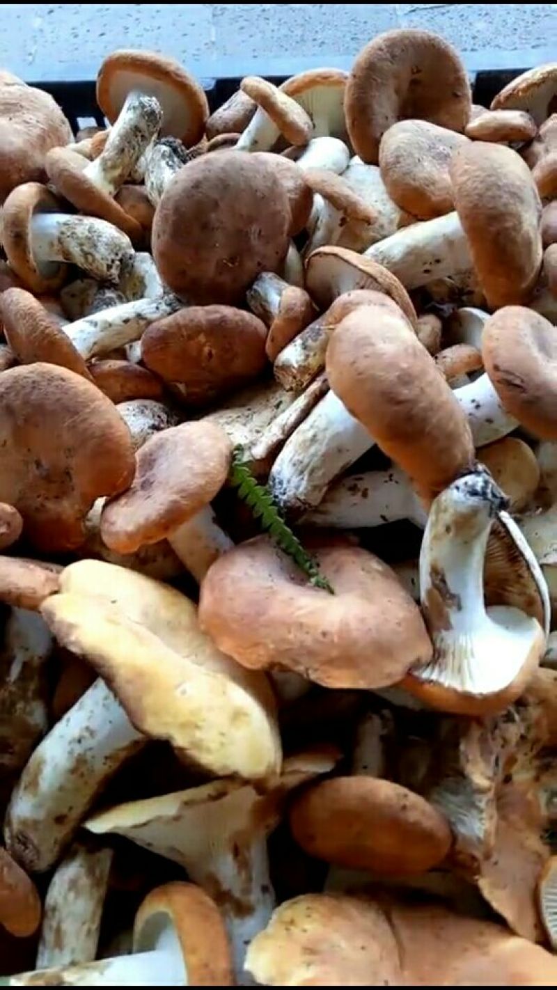 奶浆菌