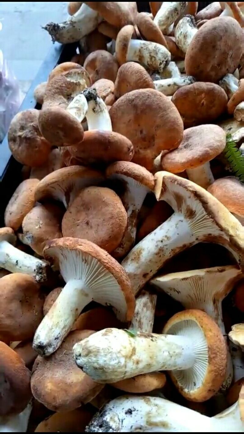 奶浆菌