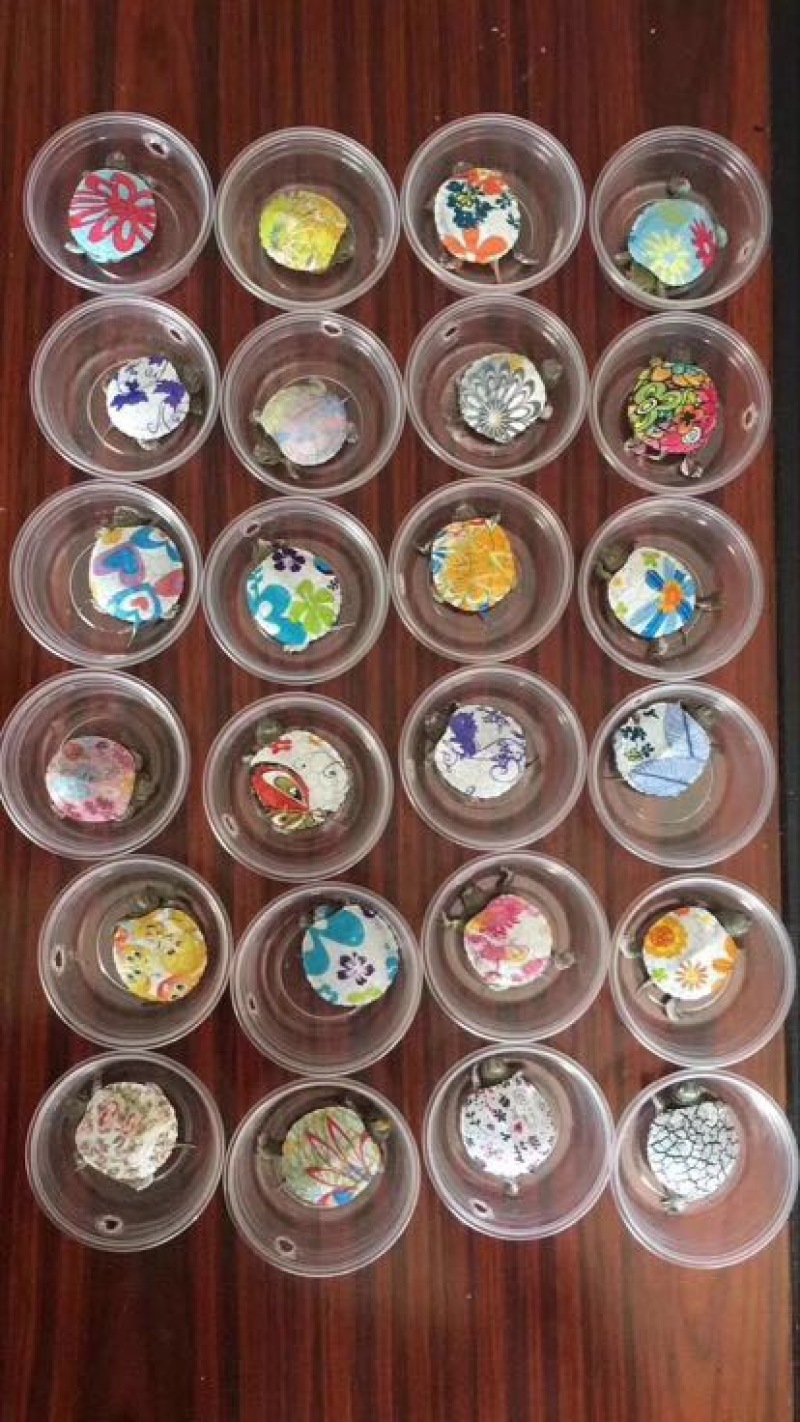 巴西龟0.5斤以下