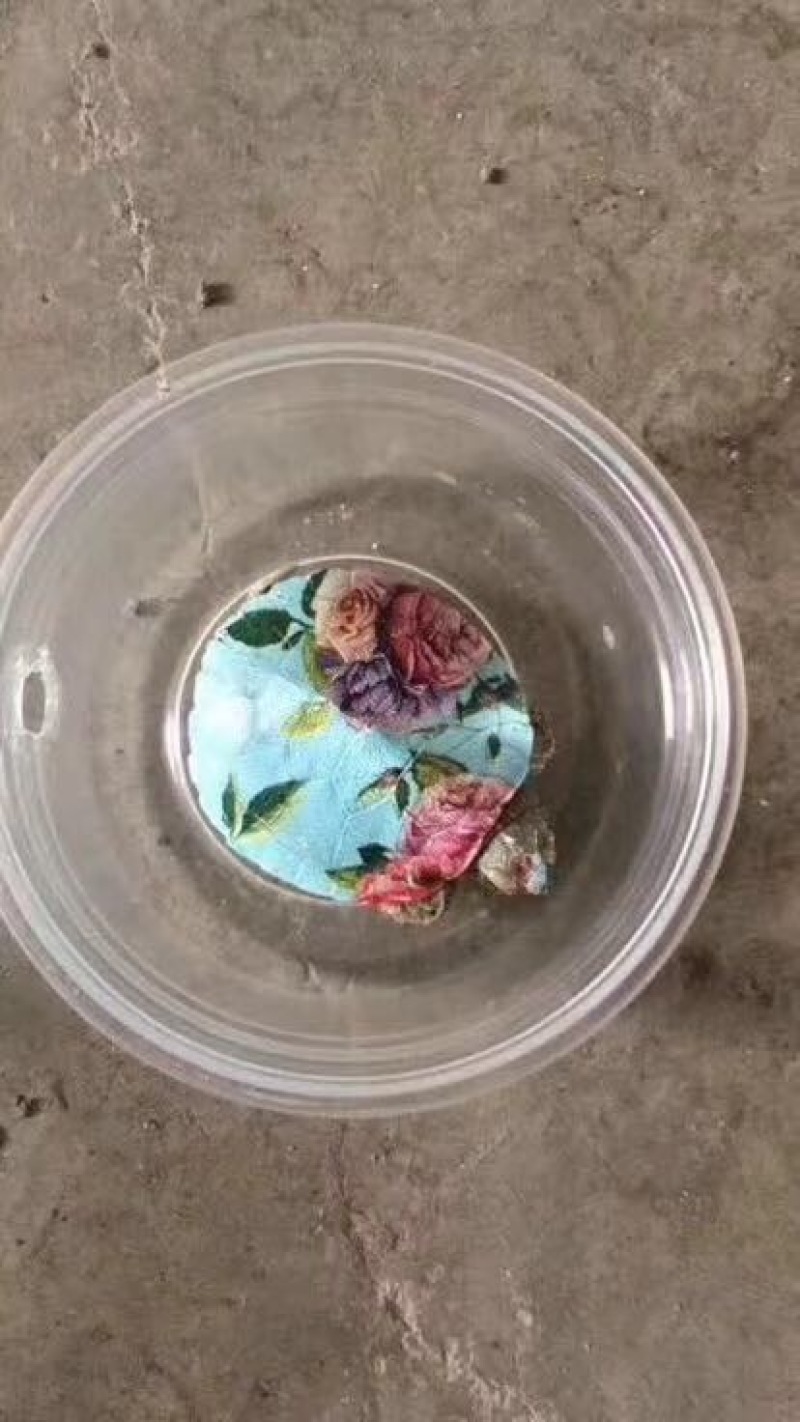 巴西龟0.5斤以下