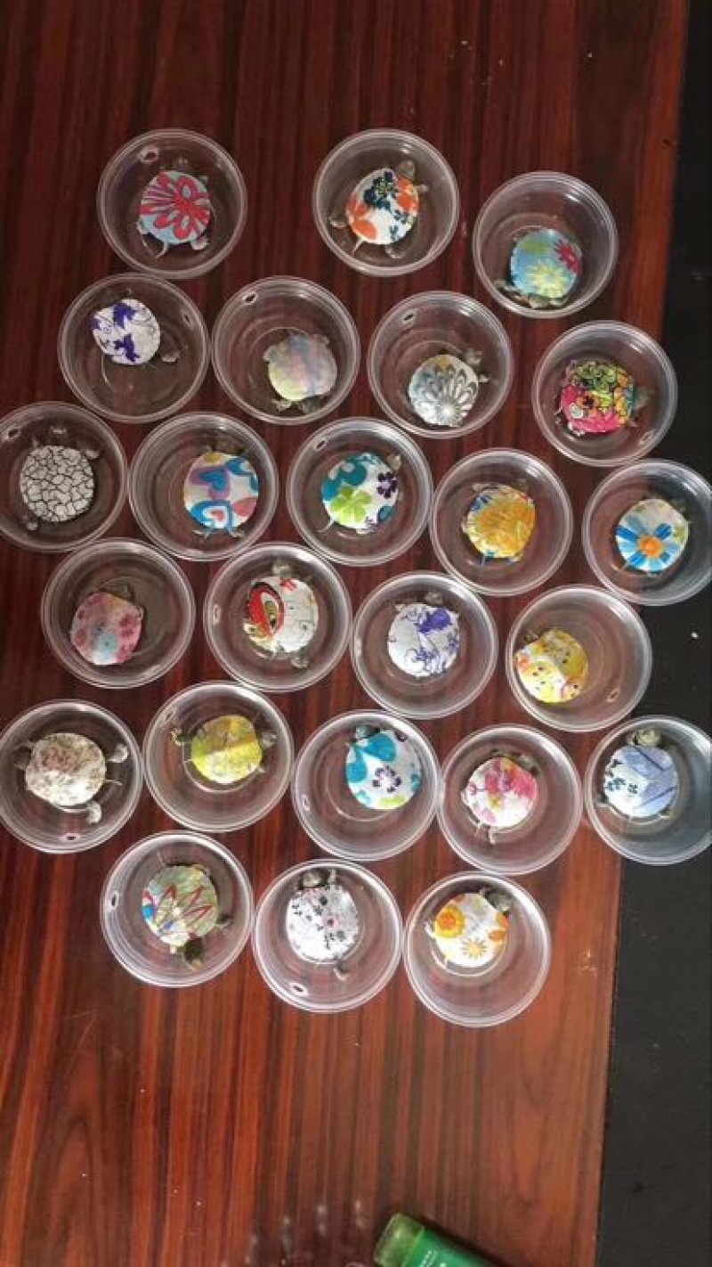 巴西龟0.5斤以下
