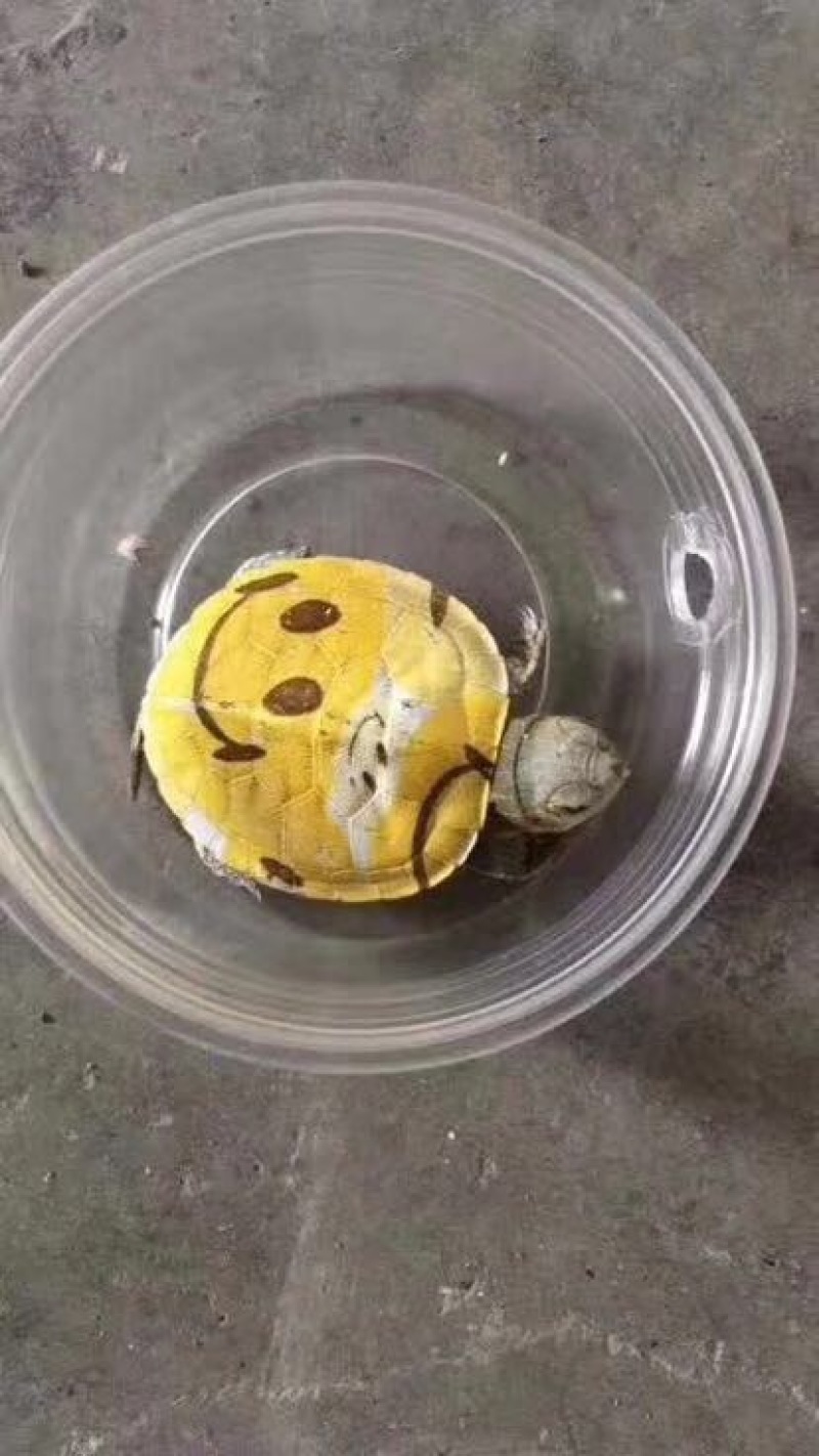 巴西龟0.5斤以下