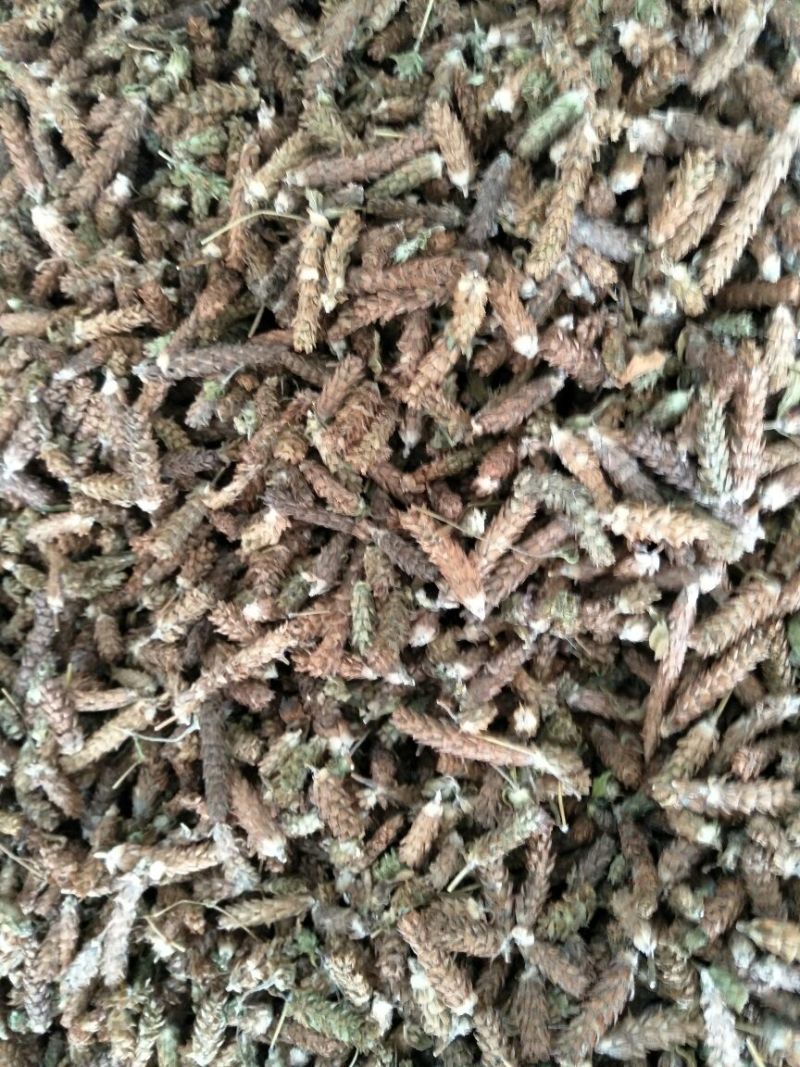 夏枯球，白花蛇舌草，半枝莲。