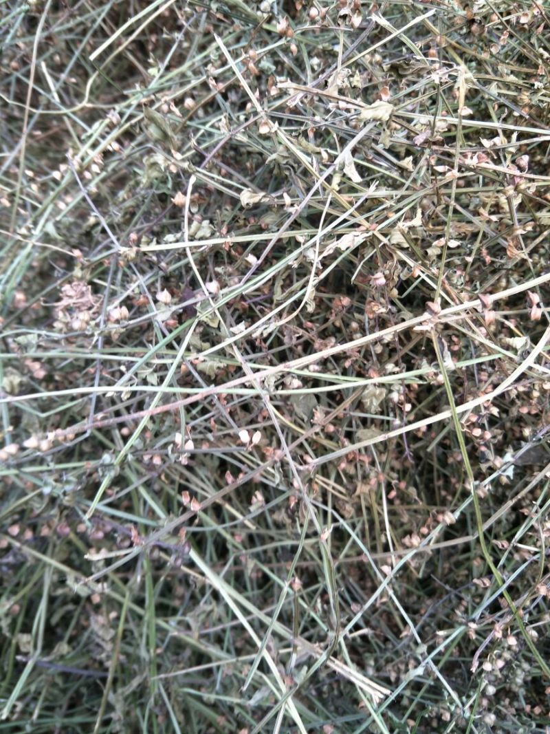 夏枯球，白花蛇舌草，半枝莲。
