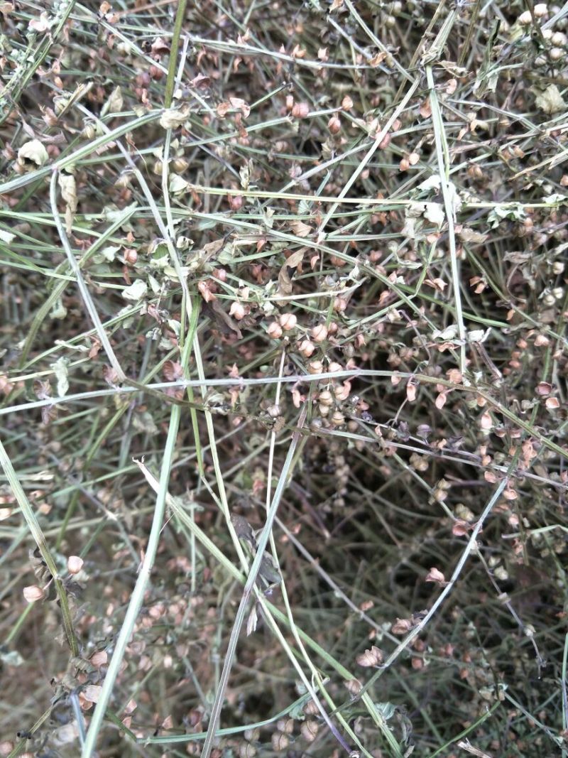夏枯球，白花蛇舌草，半枝莲。