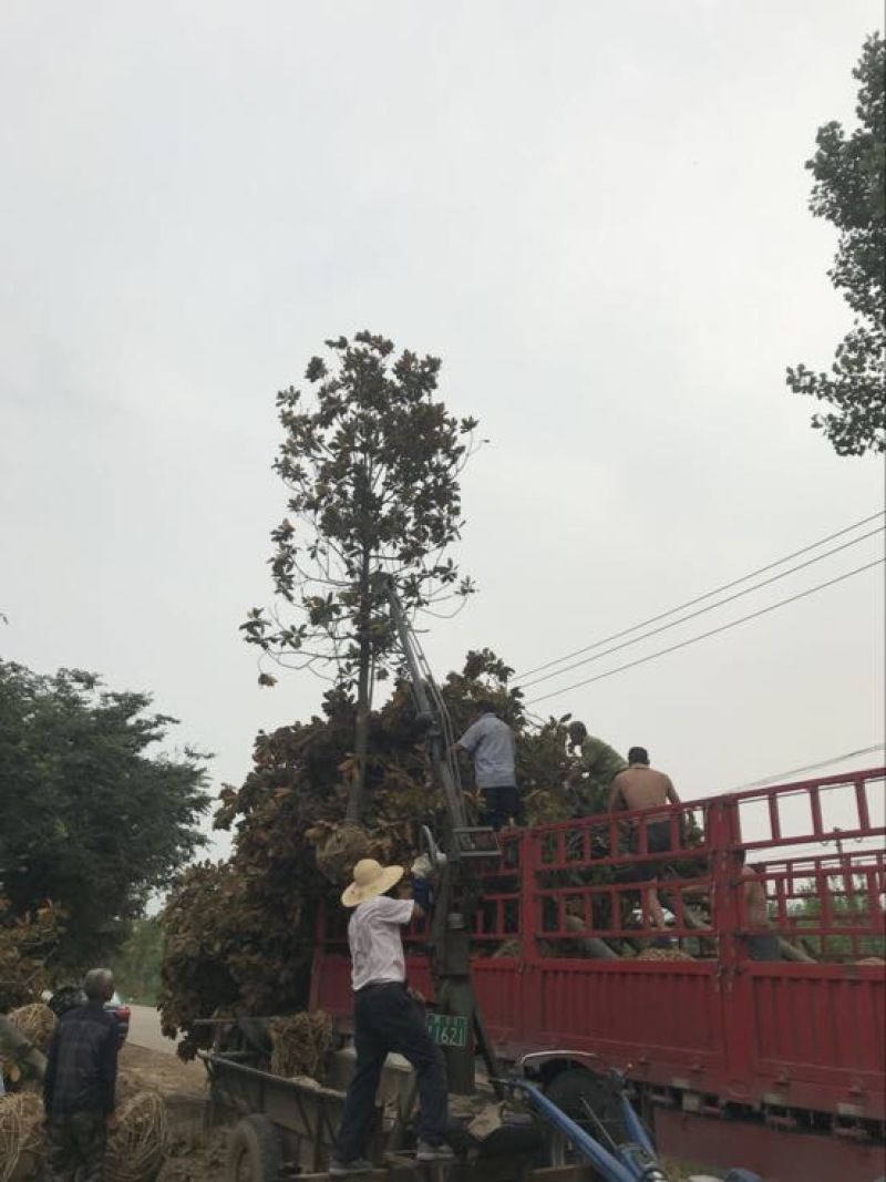 广玉兰广玉兰树苗大量规格齐全欢迎您实地考察购苗