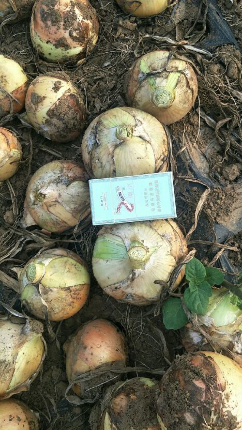 黄皮托塔那