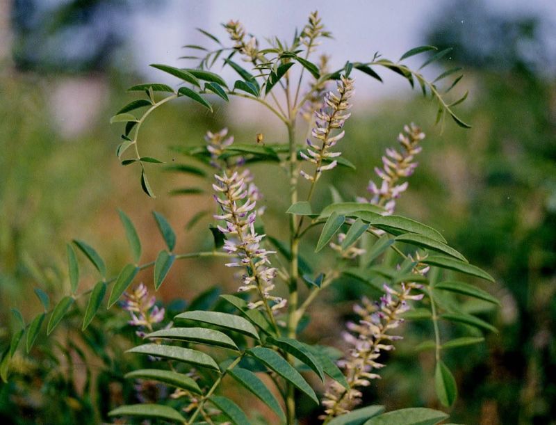 甘草