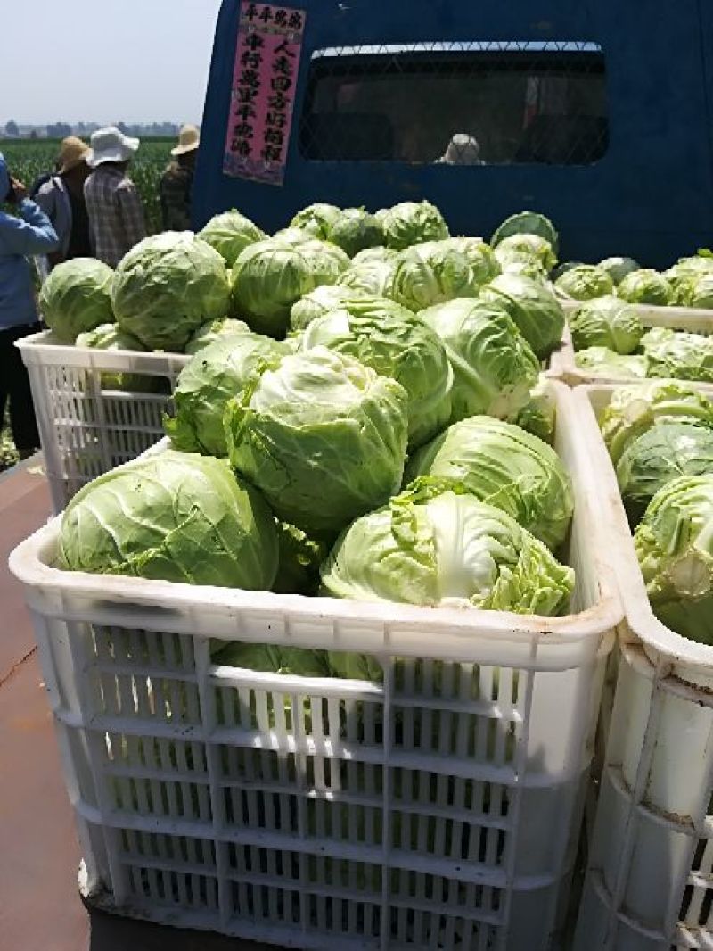 张家口尚义蔬菜种植基地现货供应甘蓝